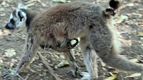 Ring Tailed Lemur kata – Lemur catta with infant baby, Animals of Madagascar. Stock Footage 221689928