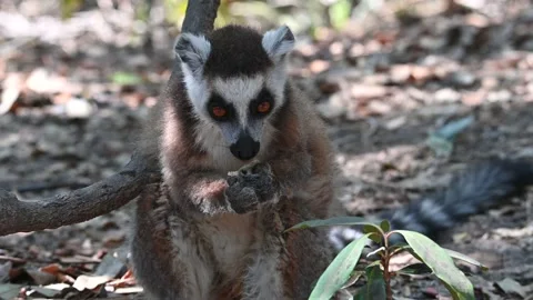 Ring Tailed Lemur kata – Lemur catta with infant baby, Animals of Madagascar. Stock Footage 221690179