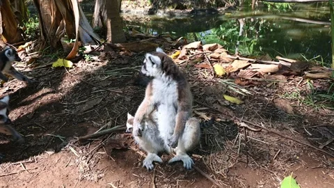 Ring Tailed Lemur kata – Lemur catta, Animals of Madagascar. Video stock 295209372
