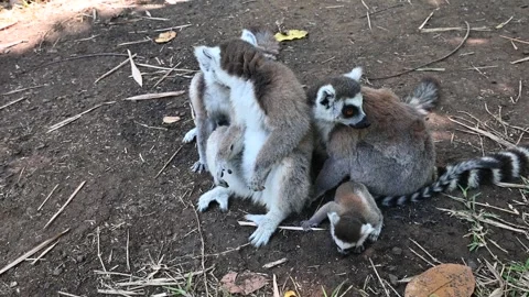 Ring Tailed Lemur kata – Lemur catta, Animals of Madagascar. Stock Footage 295210075