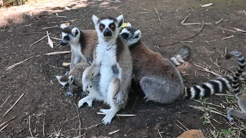 Ring Tailed Lemur kata – Lemur catta, Animals of Madagascar. Stock Footage 295210161