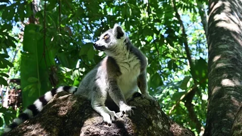 Ring Tailed Lemur kata – Lemur catta, Animals of Madagascar. Stock Footage 313955656