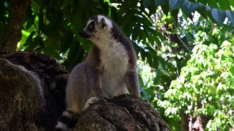 Ring Tailed Lemur kata – Lemur catta, Animals of Madagascar. Stock Footage 313957487