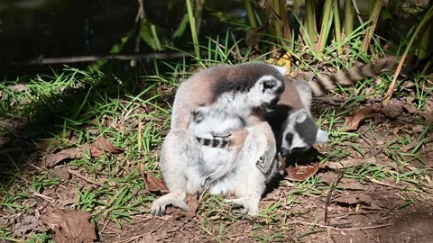 Ring Tailed Lemur kata – Lemur catta,with baby. Animals of Madagascar. Stock Footage 323357253