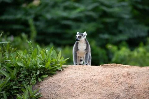 A ring-tailed lemur on a large stone rock Stock Photos