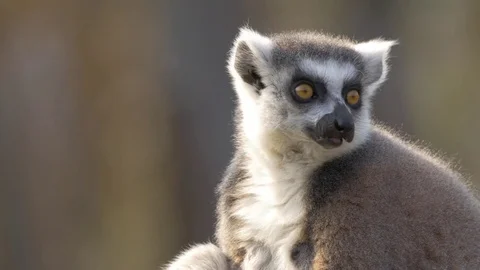 Ring-tailed lemur (Lemur catta) Stock Video Pond5 - Main Image