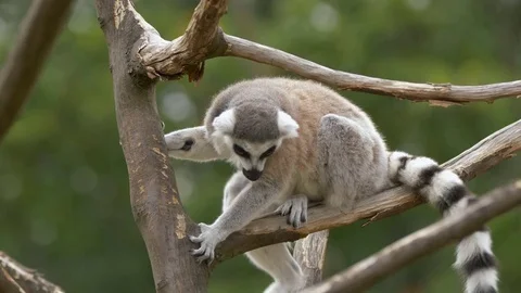 Ring-tailed lemur (Lemur catta) Stock Footage 78037376