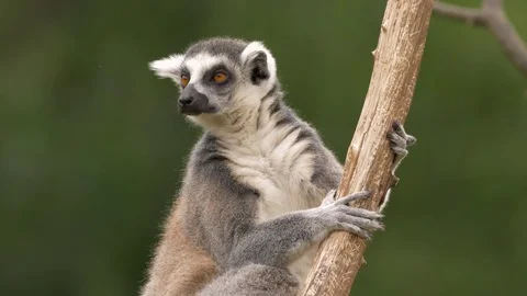 Ring-tailed lemur (Lemur catta) Video stock 78058519