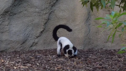 Ring-tailed lemur (Lemur catta) at the zoo Stock Footage 81658143