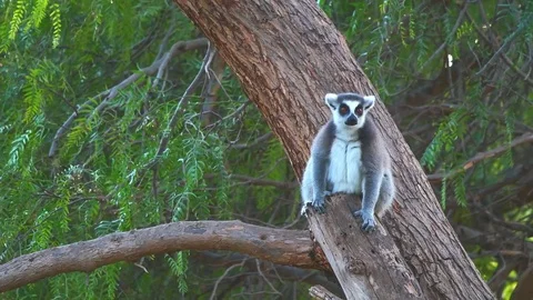 Ring tailed Lemur . Lemur catta rests and looks in a tree in a rain forest Stock Footage 85347238