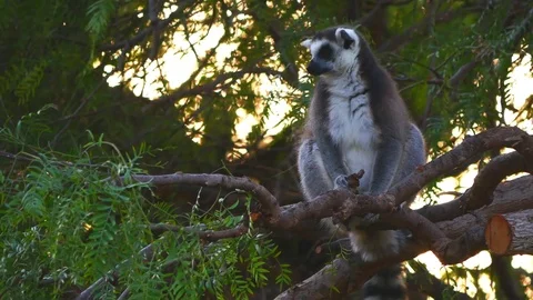 Ring tailed Lemur . Lemur catta rests and looks in a tree in a rain forest in Stock Footage 85351389