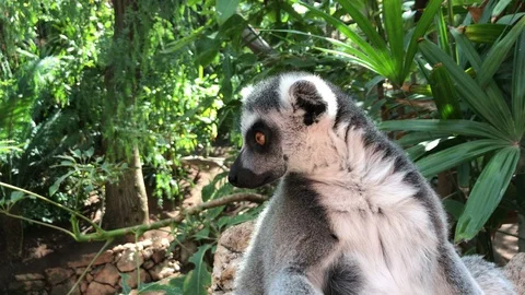 Ring-tailed lemur (Lemur catta) Stock Footage 103796109