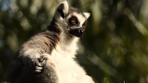 ring-tailed lemur (Lemur catta) is a Stock Video Pond5