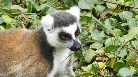 Ring Tailed Lemur (lemur catta) Eating Plants, Madagascar Stock Footage 122317322