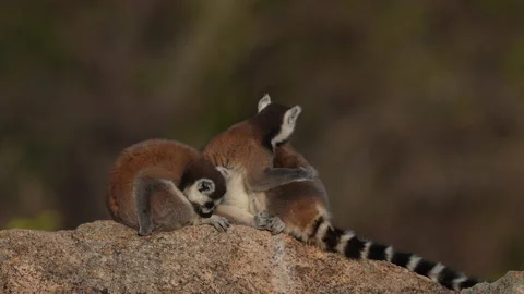 Ring-tailed lemur, Lemur catta, wild monkey in Anja Nature Park, nature Madagasc Stockbeeldmateriaal 220259599