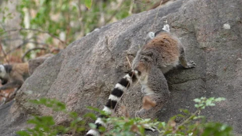 Ring-tailed lemur, Lemur catta, wild monkey in Anja Nature Park, nature Madagasc Stock Footage 220259685
