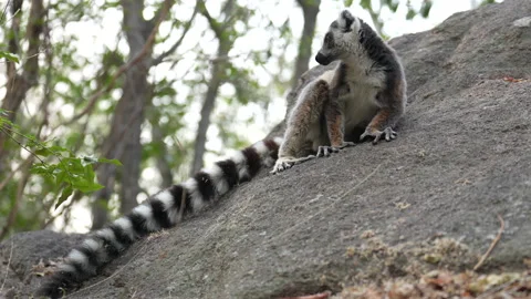 Ring-tailed lemur, Lemur catta, wild monkey in Anja Nature Park, nature Madagasc Stock Footage 220259698