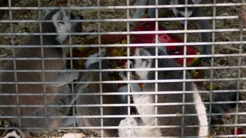 Ring-tailed lemur (Lemur catta) Видео 221321962