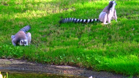 Ring-tailed lemur Lemur catta, sitting on the grass Stock Footage 233740018