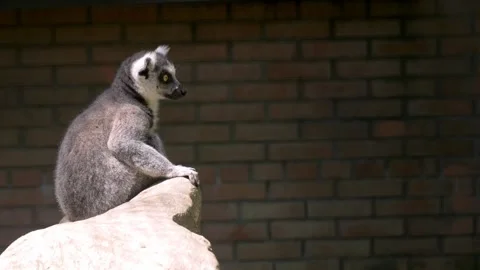 Ring-tailed lemur (Lemur catta in aviary) in zooprak. Vidéo 246880140