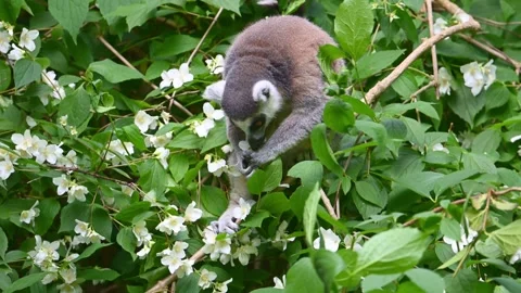 Ring-tailed lemur (Lemur catta) eating flowers of jasmine Stock Footage 258733105