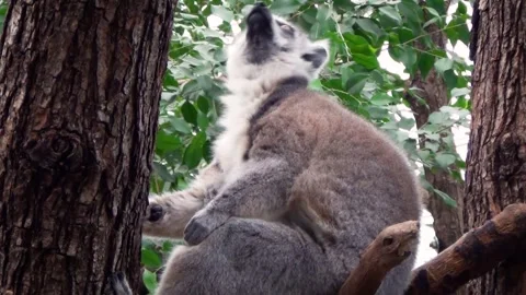 Ring-tailed lemur (Lemur catta) Video stock 283008613