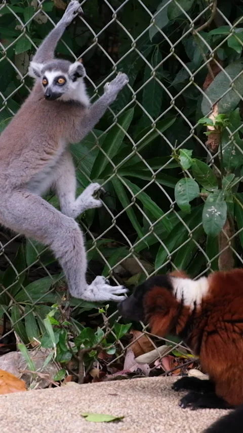 Ring-tailed lemur, Lemur catta, primate, medium to large size, wet nose The Stock Footage 295282427