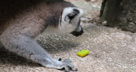 Ring-tailed lemur, Lemur catta, primate, medium to large size, wet nose Stock Footage 314316231