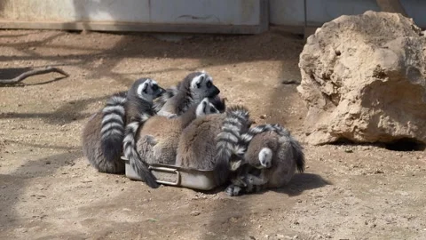 Ring tailed lemur Lemur catta group resting together on ground. Social primate Video stock 331945114