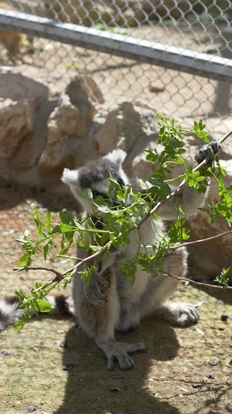 Ring-tailed lemur Lemur catta eating fresh leaves. Madagascar primate known for Stock Footage 331995966