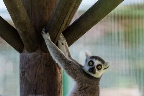 Ring-tailed lemur (Lemure Catta) Stock Photos