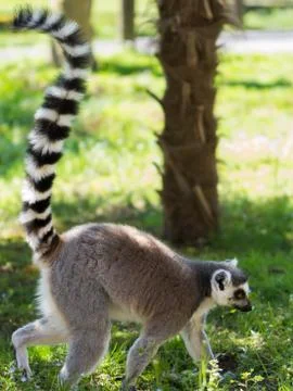 Ring-tailed lemur (Lemure Catta) Stock Photos