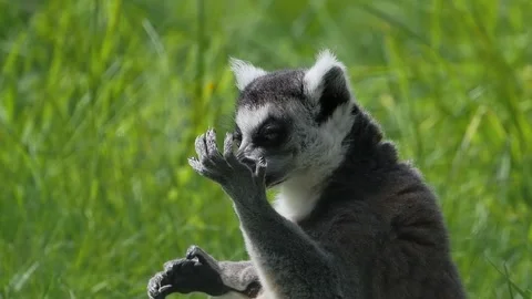 Ring-tailed lemur licking its paw in a natural forest. slow motion Vídeo Stock 331122157