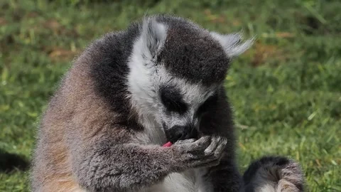 Ring-tailed lemur licking its paw in a natural forest. slow motion Vídeo Stock 331125543