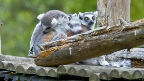 Ring Tailed Lemur licking itself and other Lemur Stock Footage 115000233