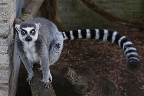 RIng Tailed Lemur Living In Captivity.. Stock Photos