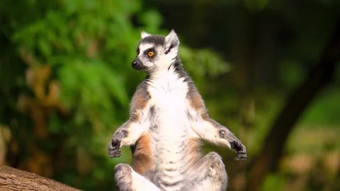 Ring-tailed lemur looking around  Stock Footage 288647968