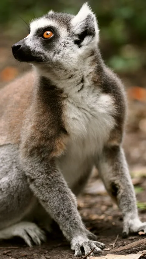 Ring-tailed Lemur Looking Around at Primate Sanctuary, South Africa. Stock Footage 341026839