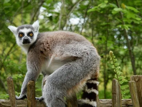 Ring tailed lemur looking back over shoulder while sitting on wooden fence .. Stock Photos