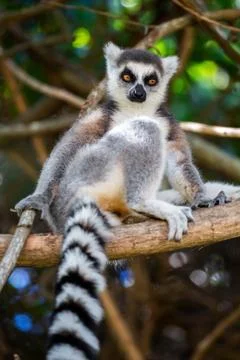 Ring-tailed lemur looking at camera (Lemur catta), Anja Reserve, Madagascar 스톡 사진