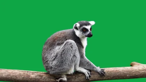 Ring tailed lemur looking in different directions on a green screen Stock Footage 212116907