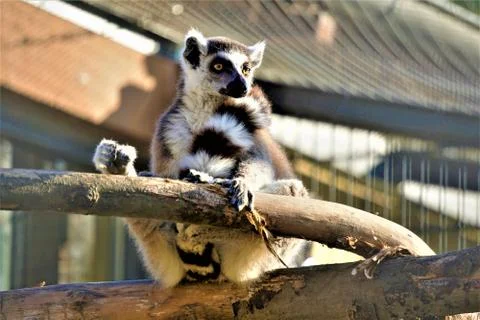 Ring-tailed lemur looking to the right in the zoo Stock Photos