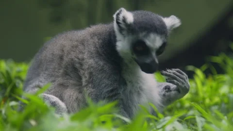 Ring-Tailed Lemur Looking Sideways in Green Jungle Stock Footage 328306614
