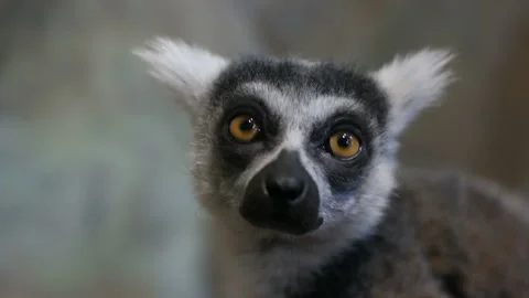 Ring-tailed lemur looks Vidéo 85976919