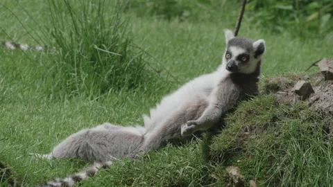 A ring-tailed lemur lying on the grass sunbathing - close up. 4K locked tripod Stock Footage