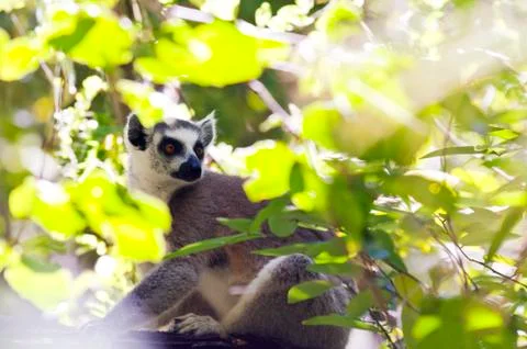 Ring-tailed lemur. Madagascar Foto stock