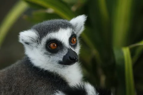 The ring-tailed lemur is a medium- to larger-sized strepsirrhine primate an.. Stock Photos