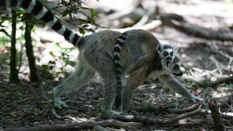 Ring-tailed Lemur mother and baby walking in Madagascar jungle Stock Footage 161221650
