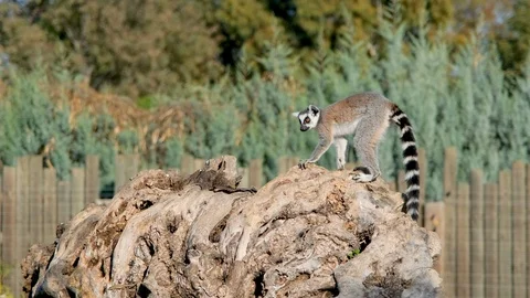 Ring-tailed lemur navigates habitat Stock Footage 122437896