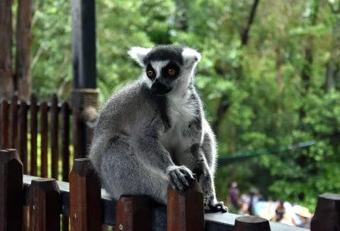 Ring-tailed lemur, or cat lemur, or Katta (Lemur catta) Stock Photos